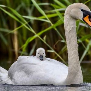 swan-with-a-cygnet-10178-bd89eb5c9d817815ac79e3547a1cedd2@3x.jpg